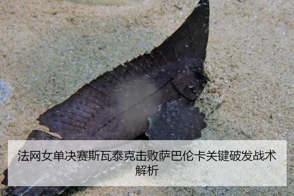 fa-wang-nv-dan-jue-sai-si-wa-tai-ke-ji-bai-sa-ba-lun-ka-guan-jian-po-fa-zhan-shu-jie-xi-3-827.jpg